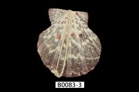 藏品(油畫海扇蛤)的圖片